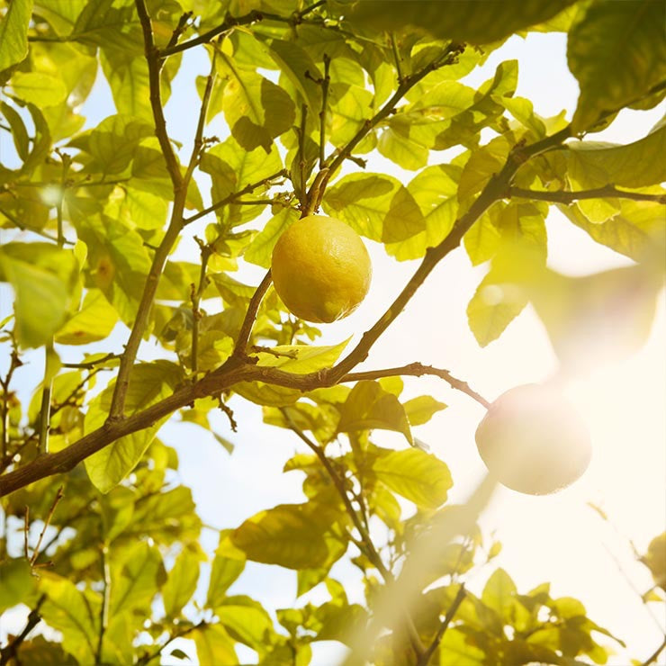 Replica Under the Lemon Trees