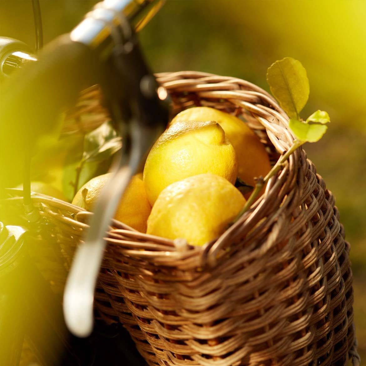 Replica Under the Lemon Trees